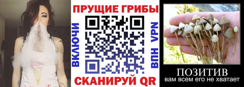 Псилоцибиновые грибы Psilocybe где можно купить Смоленск